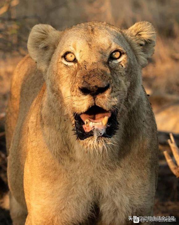 斯巴达狮群的终点:17岁老母狮即将去世,18个月的小女儿难了_保护区