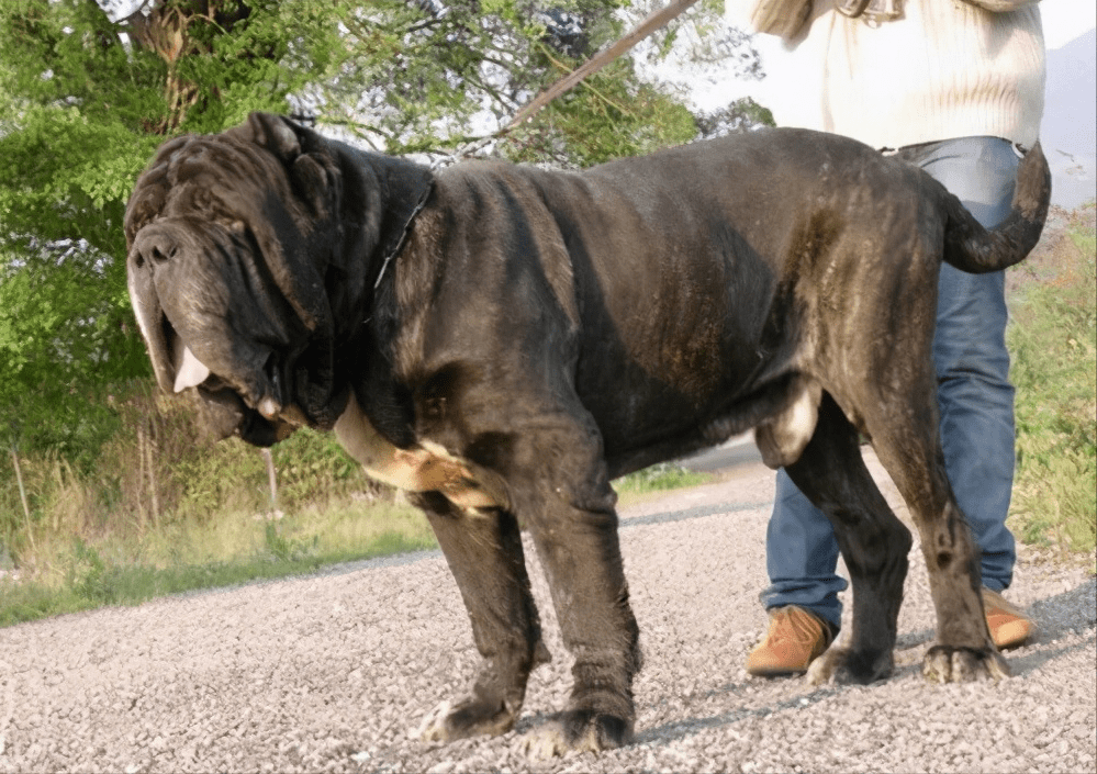 纽波利顿曾经是意大利黑手党的护卫犬,会听从主人命令,但凶猛起来会