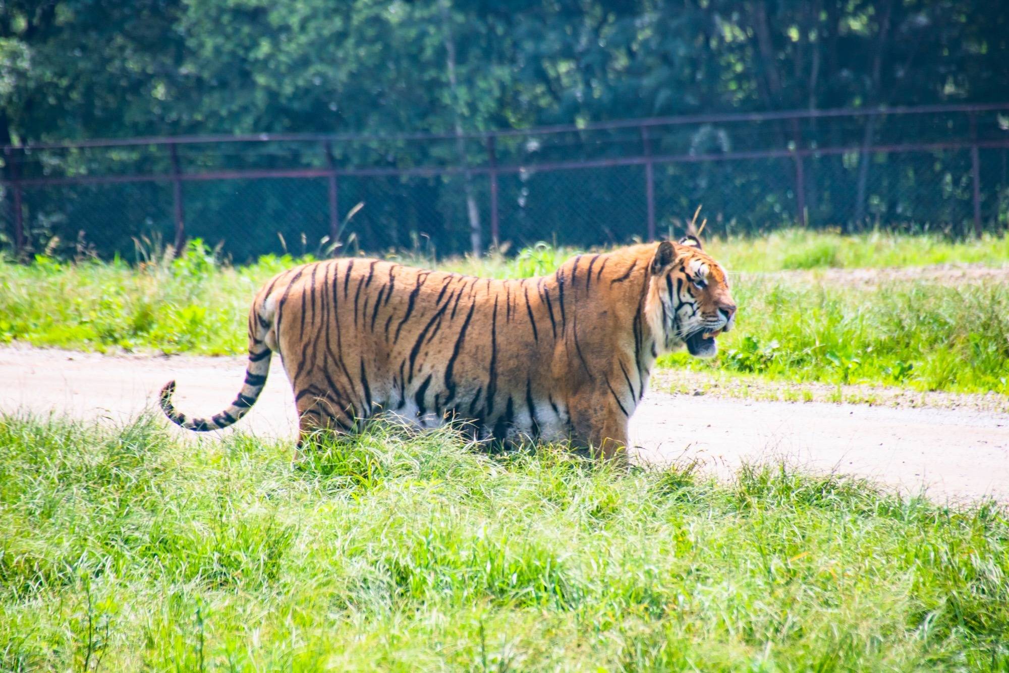 牡丹江横道东北虎林园,有"中国虎乡"的美誉,是亲子游的好去处_老虎_铁