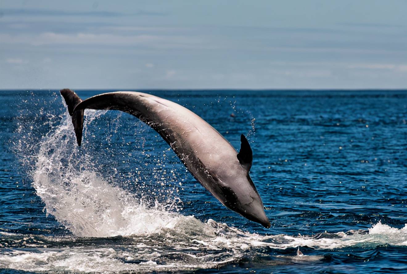 请问,世界上最大的鲸鱼保护区在哪里?_亚速尔_蓝鲸_品种