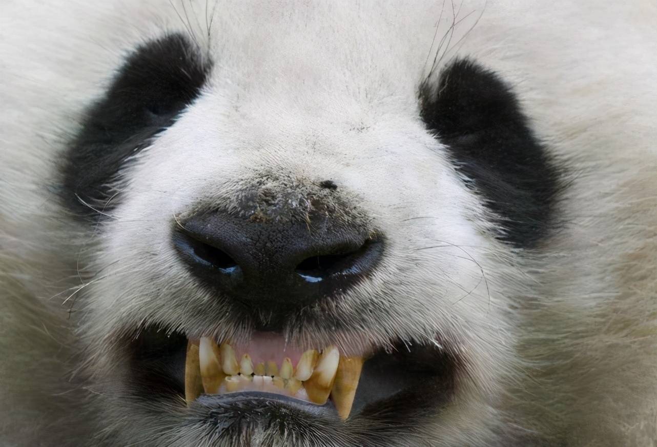 连续四次伤人北京动物园这只熊猫火了战斗力太强悍