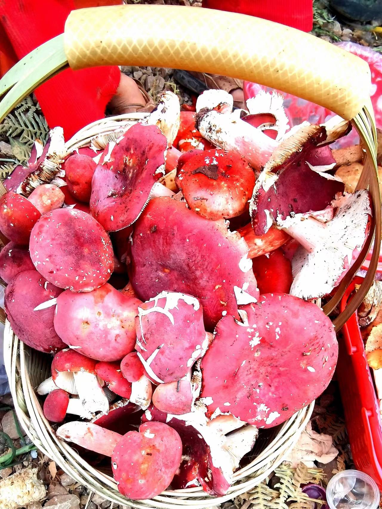 青头菌每天有刚刚从山上捡菌子到来的山民们,一提箩一提箩的最新鲜的