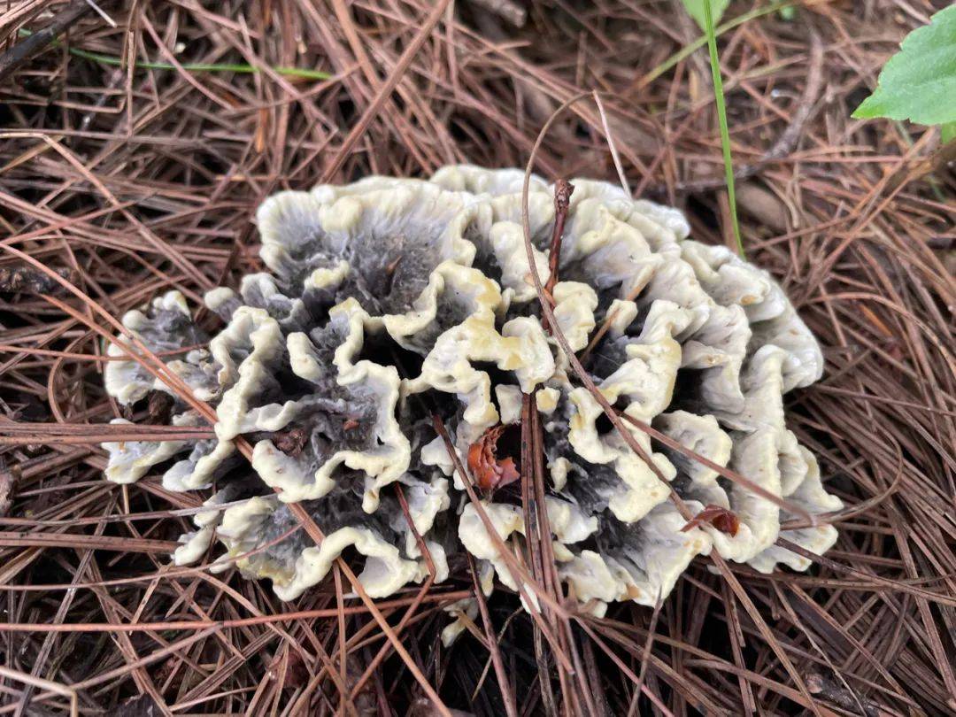 市场卖千元一公斤,有牛肉干的香味,用它炒饭是一绝_干巴菌_云南_价格