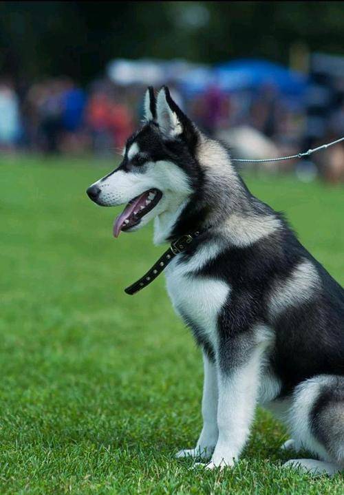 艾尔哈斯_史努比_赫斯基