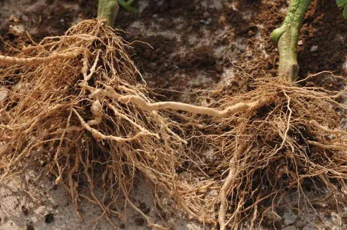 巴格尔功能肥爆发式生根养根护根新神器巴格尔生根型滴灌冲施肥