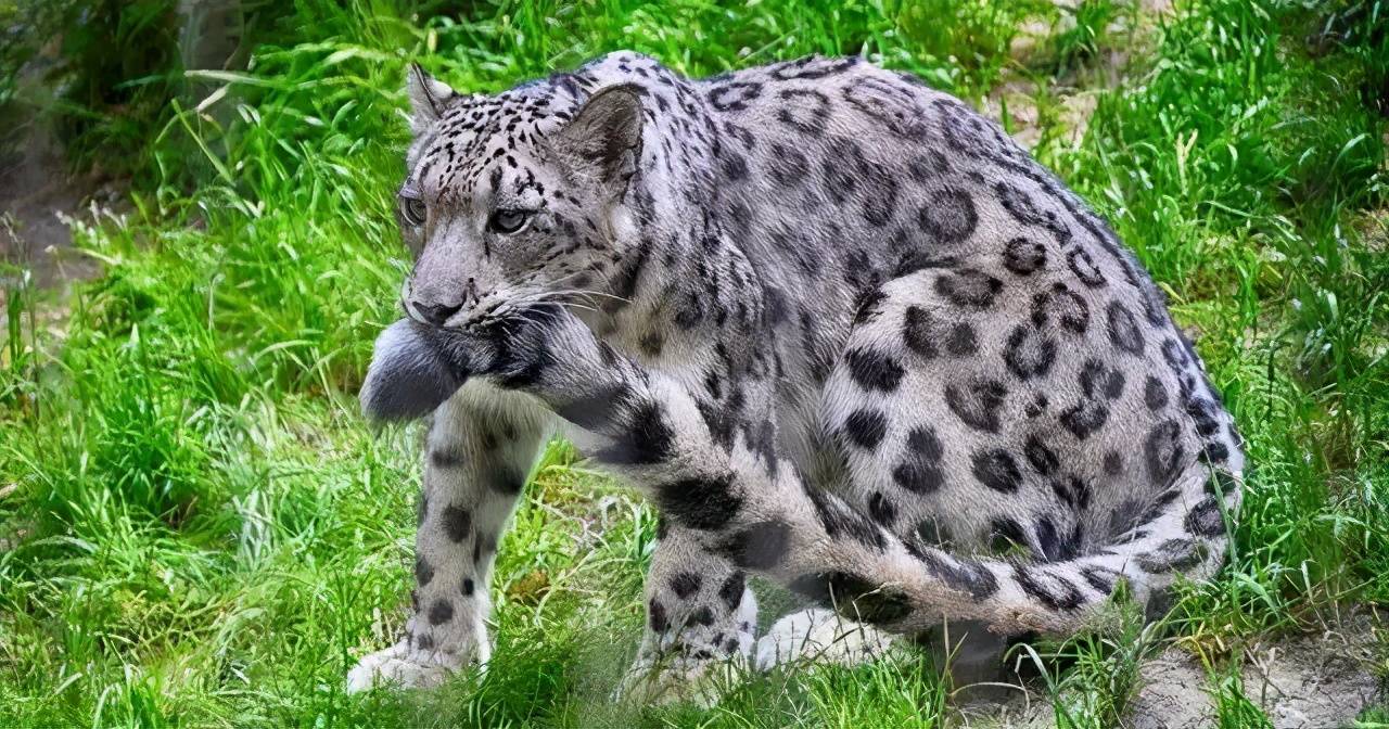 世界上最孤独的猫科动物-雪豹_尾巴_雪地_人类