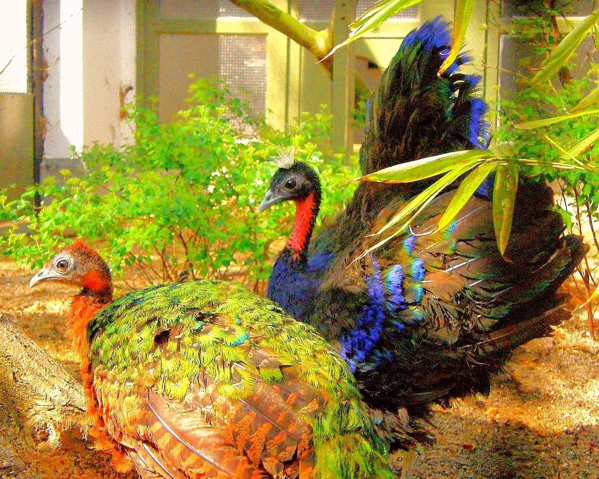 原创生物相册五彩缤纷的孔雀家族十多种会开屏的雉科动物