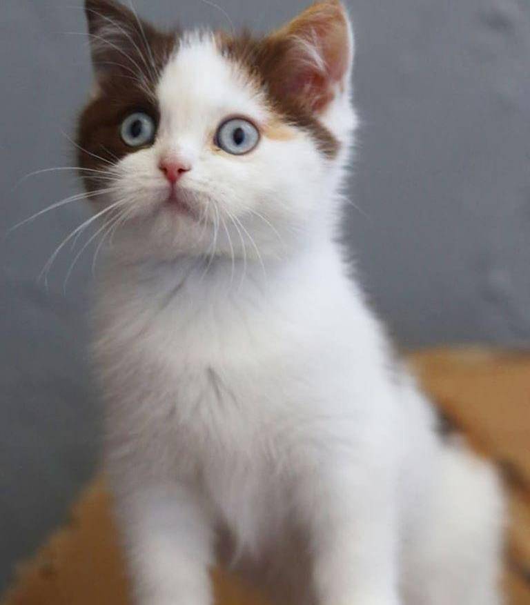 原创网红双面猫有崽子了网友一看笑炸这才是真实的我裂开了