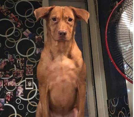 晚2小时到家,肌肉袋鼠汪坐门口皱眉逼视的模样让人笑_柠柠_狗狗_表情