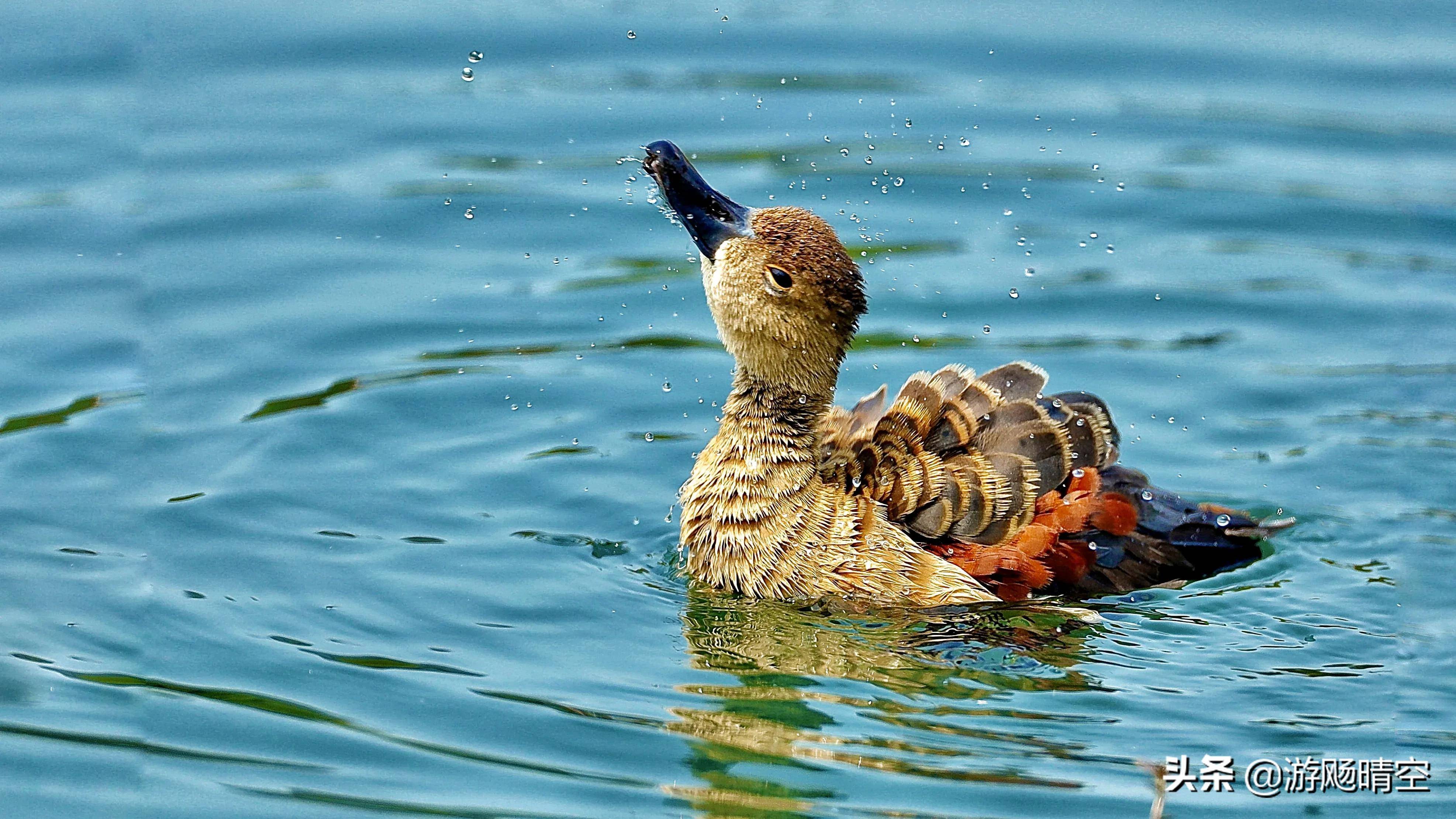 寻找国家二级保护动物-栗树鸭_南湖_南宁_拱桥