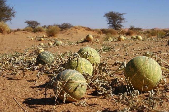 沙漠里遍地的“西瓜”为啥再渴也不能吃？当地人：吃一个试试？