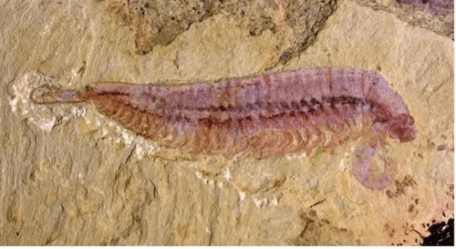 “节肢动物”你了解5亿年前的“四不像”动物-章氏麒麟虾吗？