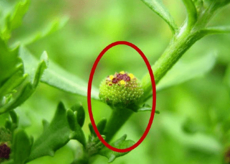 原创农村野外这种常见的野草是鼻炎咽炎的克星可惜知道的人不多