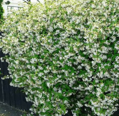 这种茉莉花真特殊花朵就像白色风车风吹过满树飘香价值珍贵