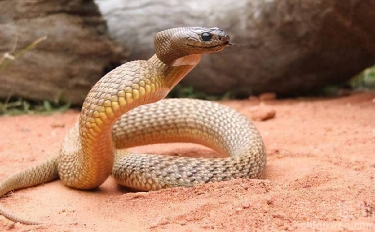 绝命毒蛇:世界上最毒的蛇