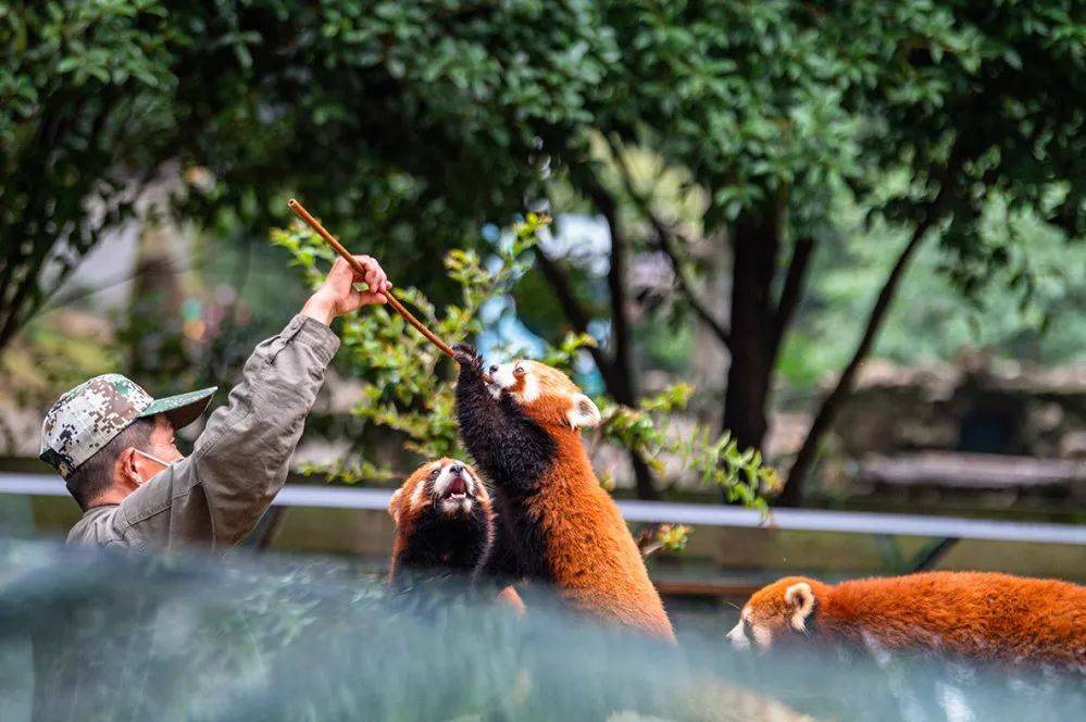 活潑可愛的萌獸可以感受鬱鬱蔥蔥的林野在武漢九峰森林動物園夏日更配