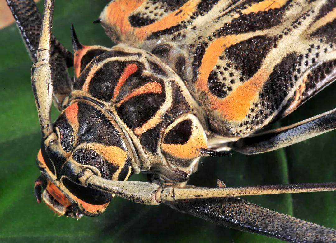 原创坐稳了小丑甲虫号航班准备起飞