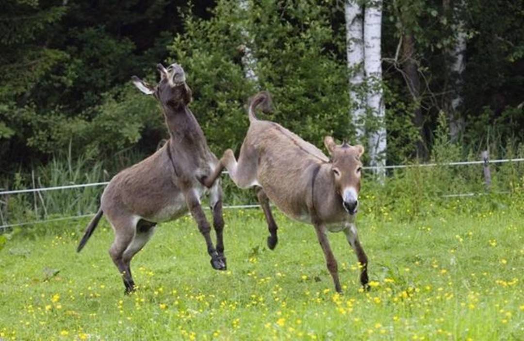 很多人不知道,为何狼还怕驴?