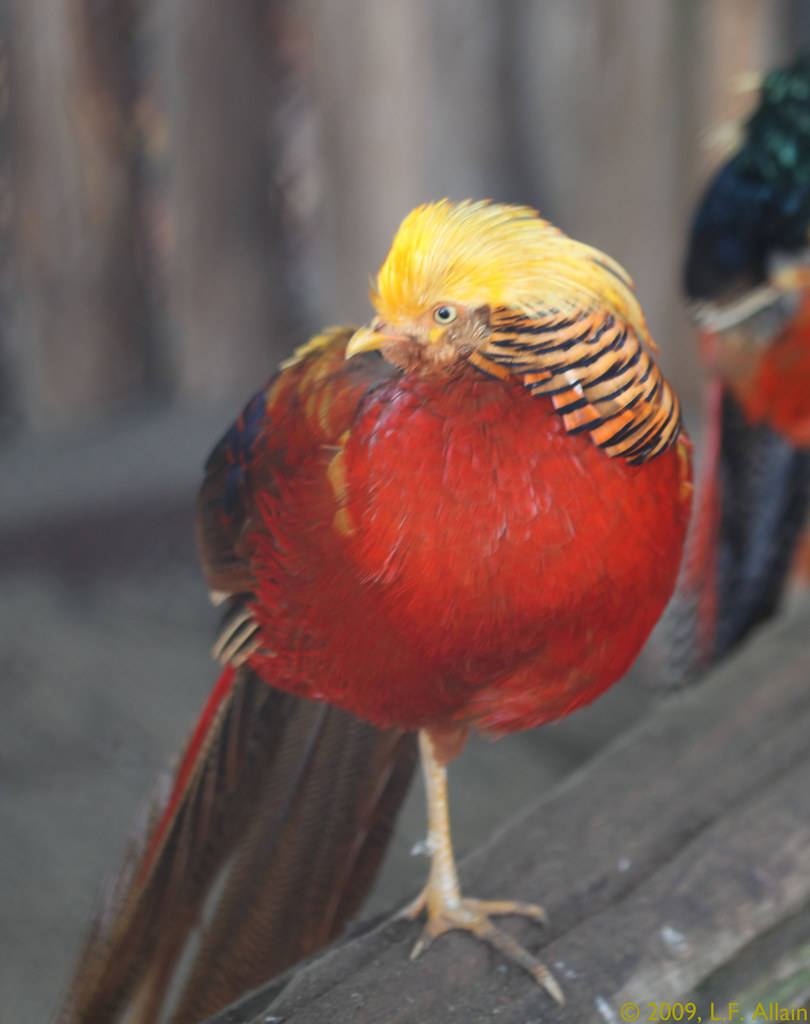 中国的野鸡世界都爱,想看金鸡得到森林里找,不只好看还好吃_黄色_雉鸡