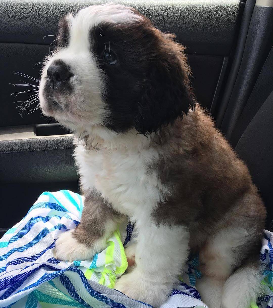 这就是当了数百年雪山搜救犬的圣伯纳_形象_酒桶_体型