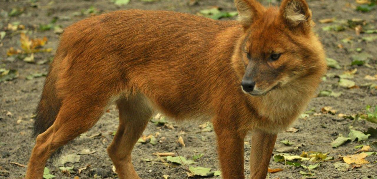 很多人都喜歡貓科動物,對犬科動物可能不是很瞭解,今天我們就來講一下