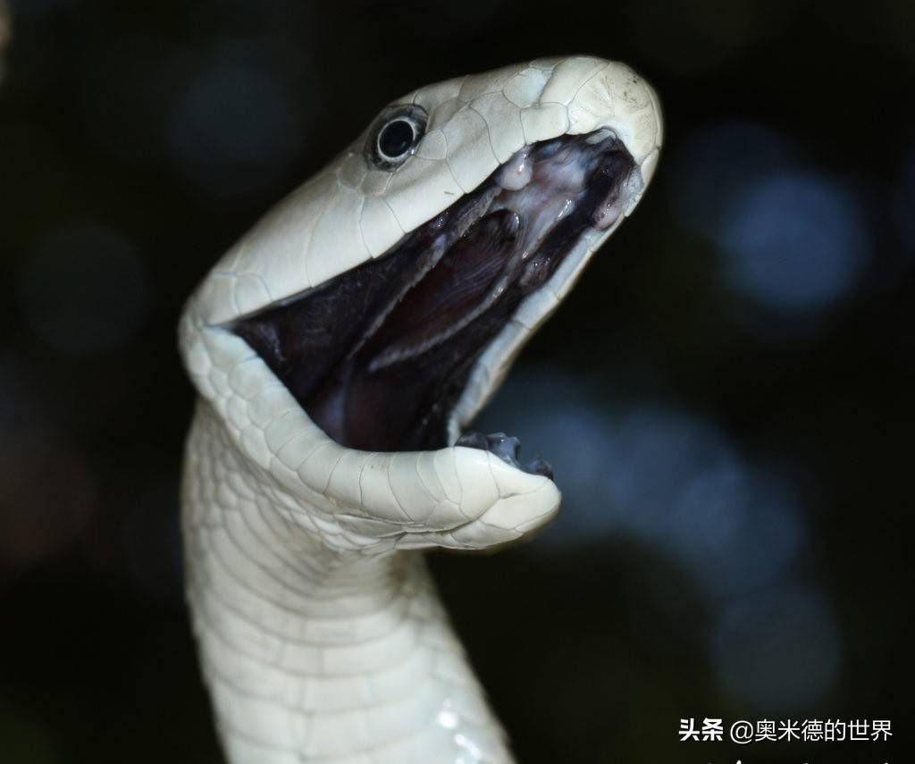 中国常见蛇类（剧毒蛇上） - 知乎