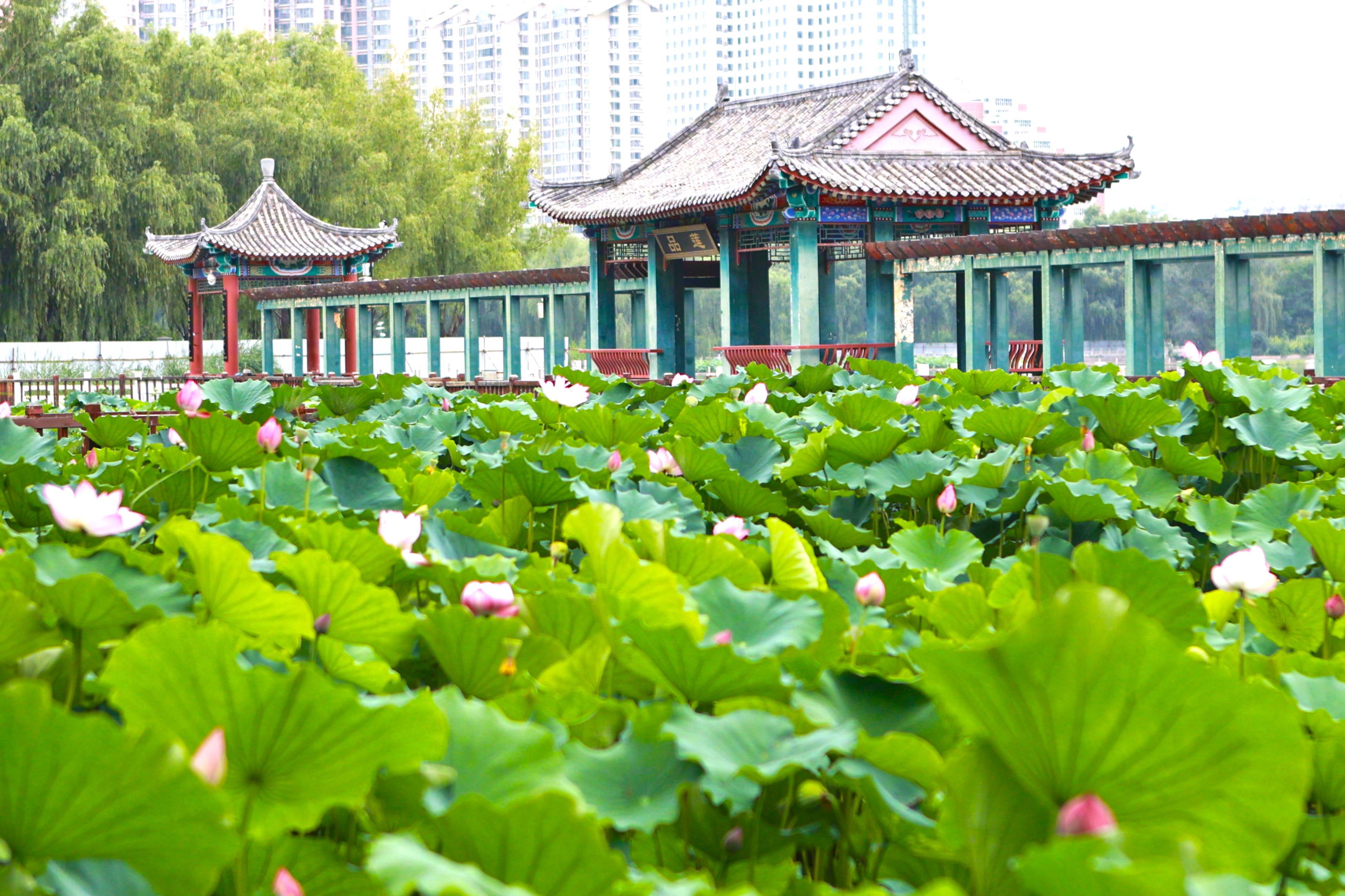 北京9大赏荷圣地有荷花的夏天才完整去过一半的人不多