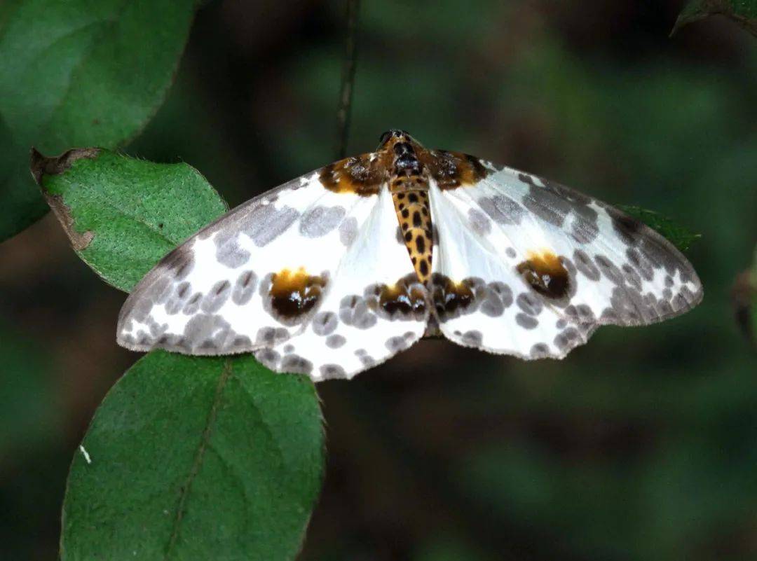 拟态大师时尚潮主蛾子的世界比蝴蝶世界更多精彩纷呈