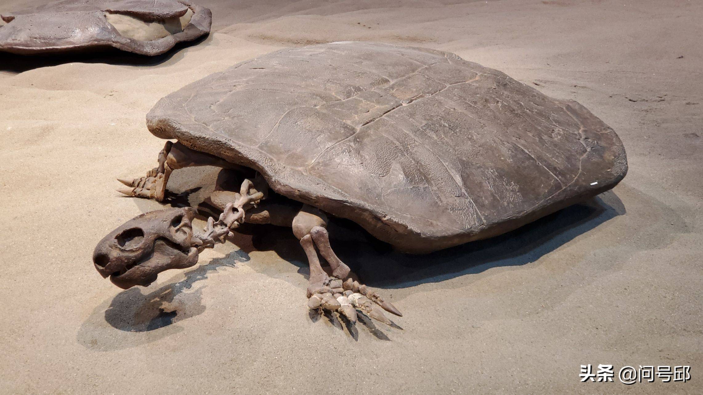 龟类化石图片