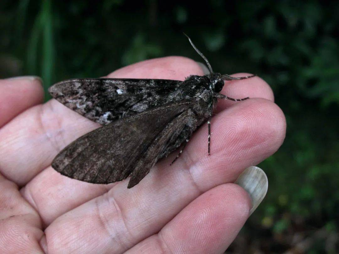 拟态大师时尚潮主蛾子的世界比蝴蝶世界更多精彩纷呈