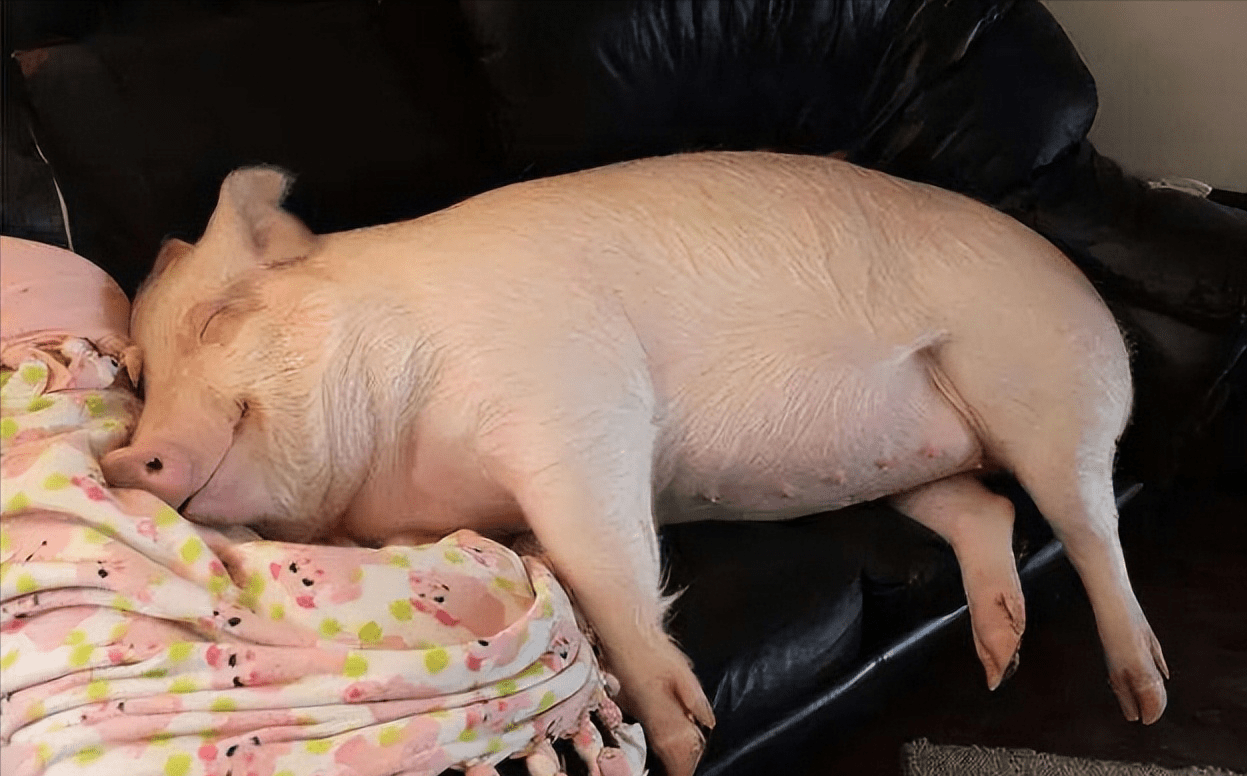 猪怎么睡觉的姿势图片