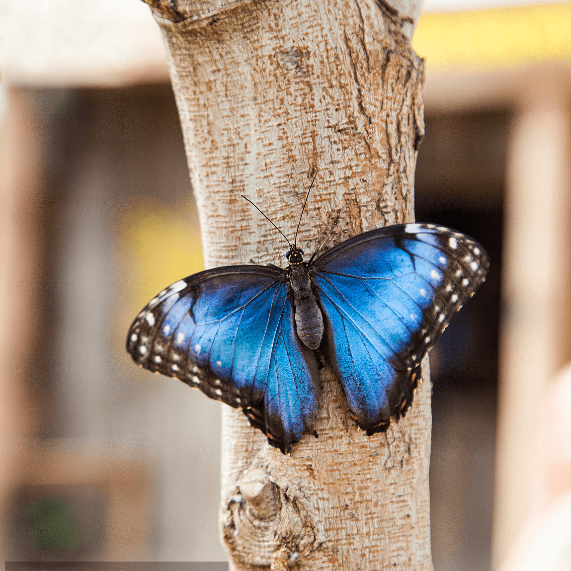 生物多样性 | 金斑喙凤蝶：世界八大名贵蝴蝶之首_绿色_地面_动物