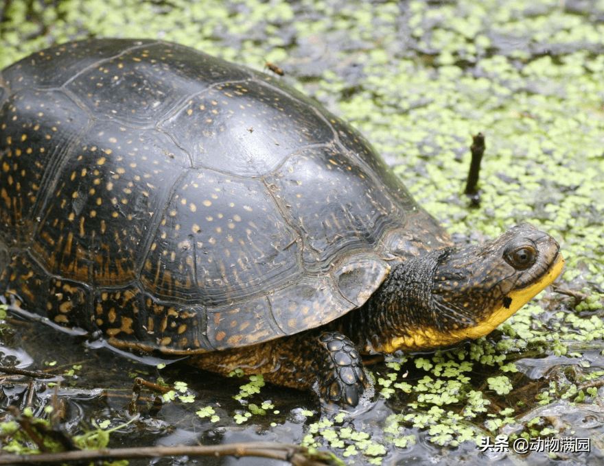 物种百科:布氏拟龟_黄色_沼泽_颈部