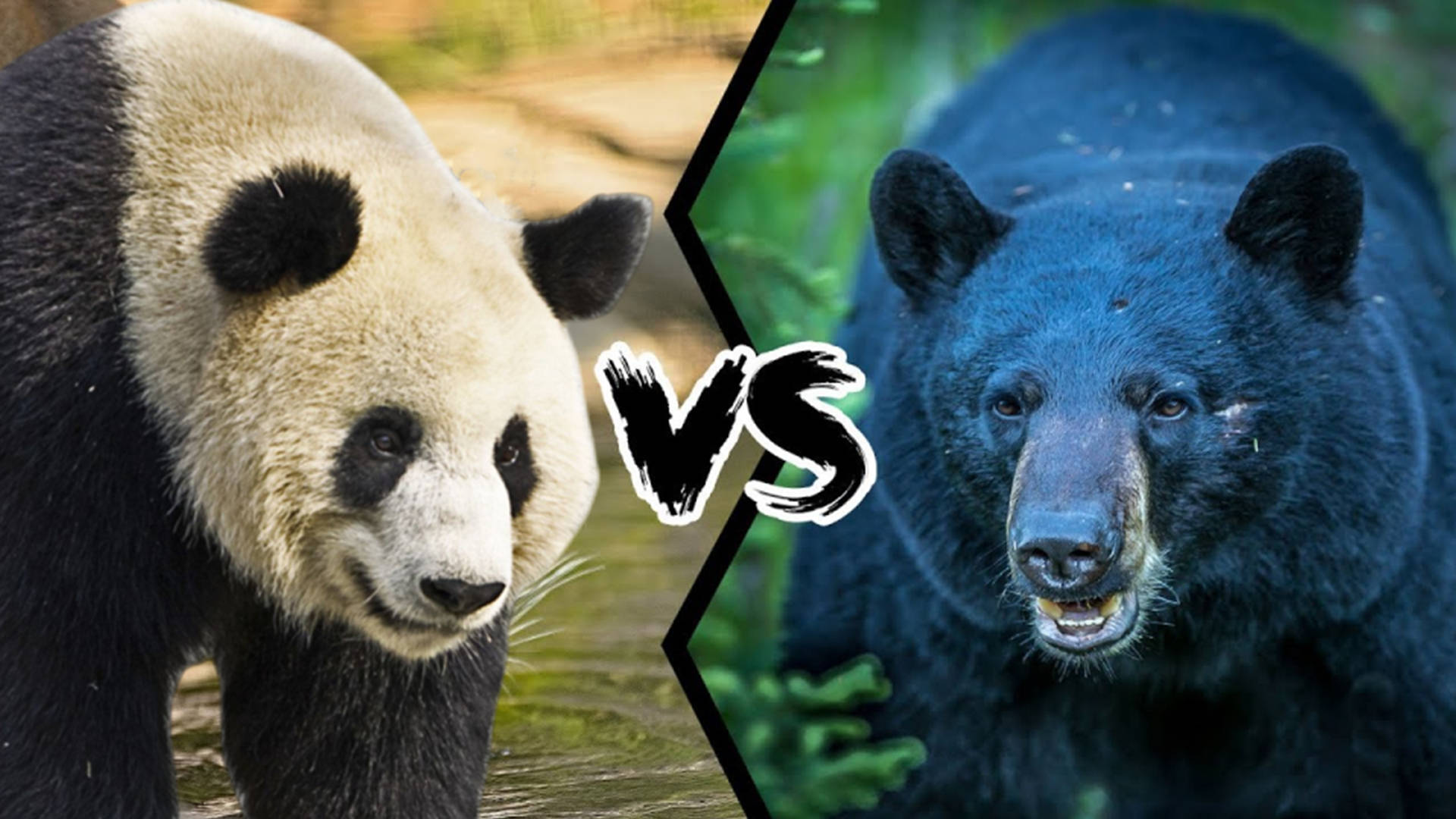 原创大熊猫vs黑熊当老虎高手遇到美洲豹克星谁会笑到最后呢