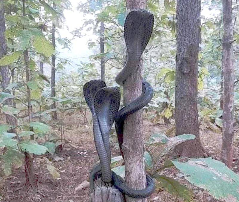 三条眼镜王蛇缠绕在同一棵树干上.每条蛇都抬起头嘶嘶作响.