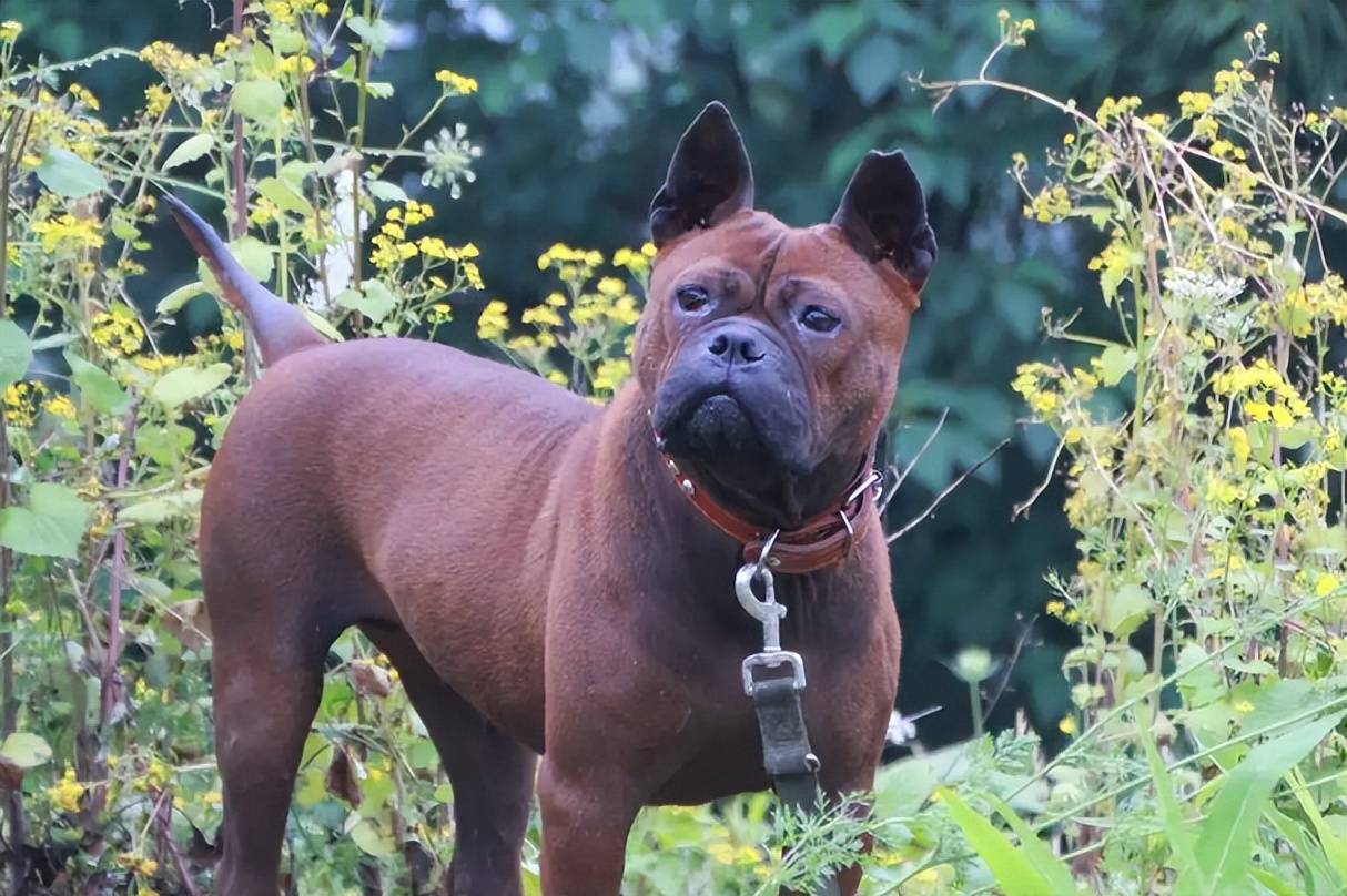 原創十大頂級獵犬排名來自中國的川東獵犬躋身第五