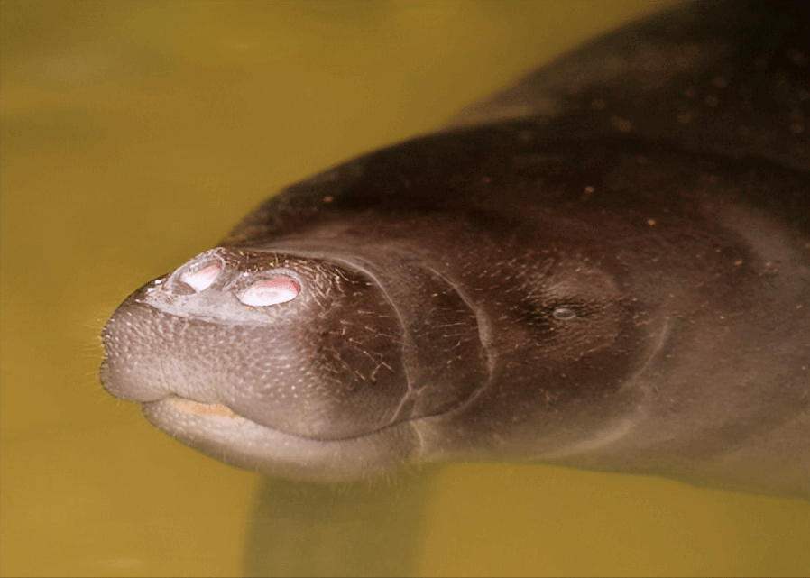 原创古老而多样的家族亚马逊海牛