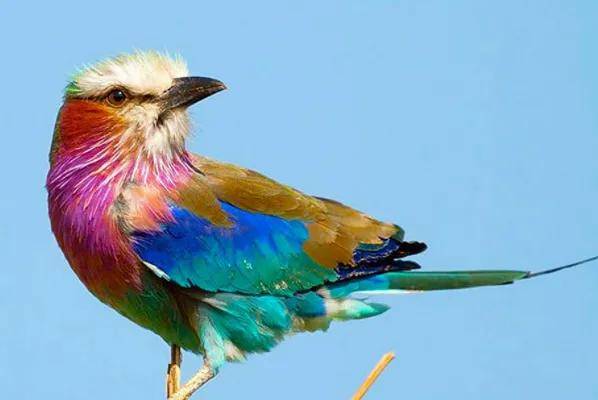 世界上十大最美丽的鸟