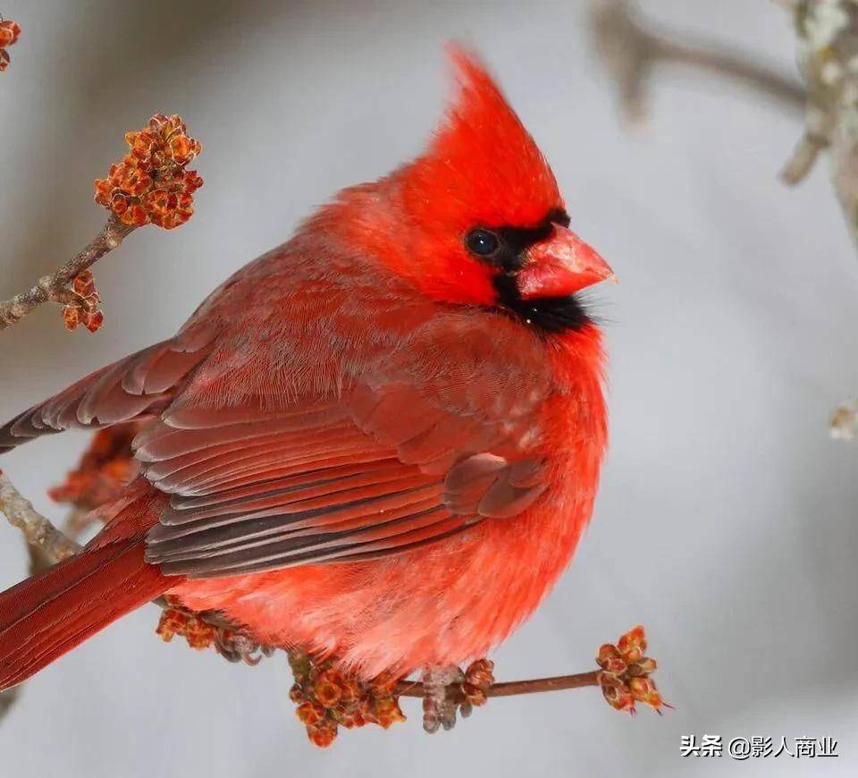 常见的红色鸟图片图片