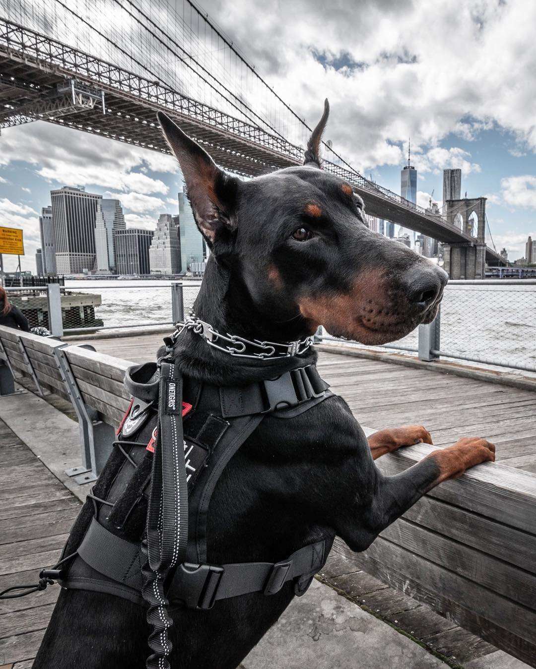 国外,是一位叫路易斯·杜宾曼的征税员,为了不让自己受到恶势力的威胁