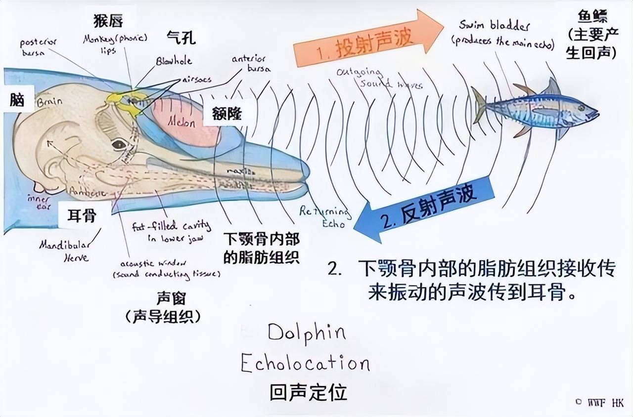 声呐的工作原理示意图图片