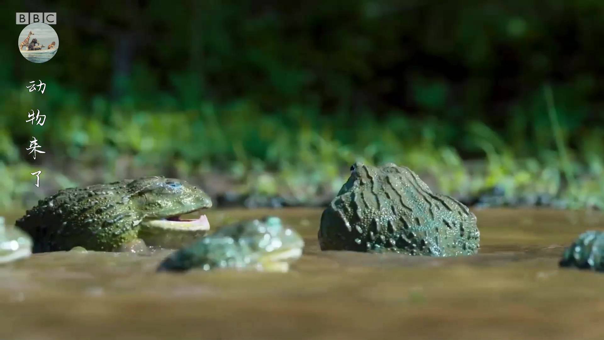 非洲牛蛙是地球上最大的青蛙 据说这种青蛙不能吃 吃了对人有害 牙齿 皮肤 气候