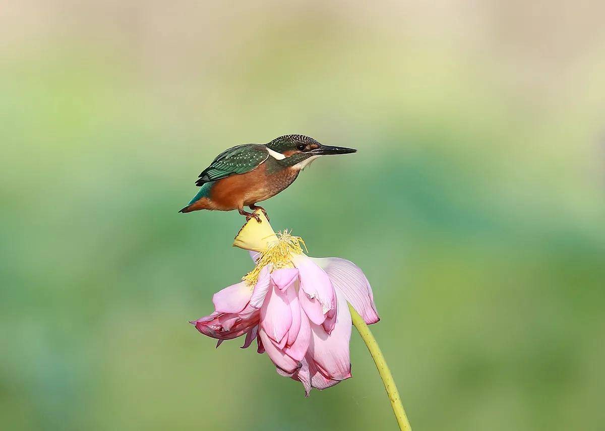 分享图片,极品荷花翠鸟图,赏心悦目_画面_花骨朵_风景