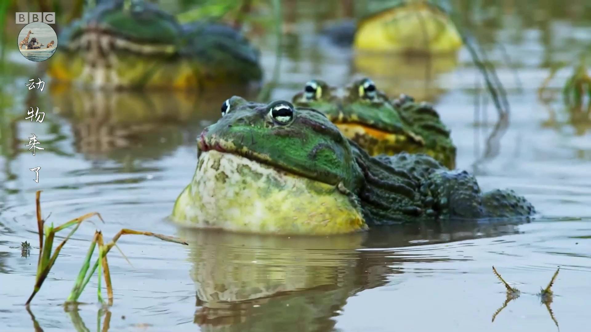 非洲牛蛙是地球上最大的青蛙 据说这种青蛙不能吃 吃了对人有害 牙齿 皮肤 气候
