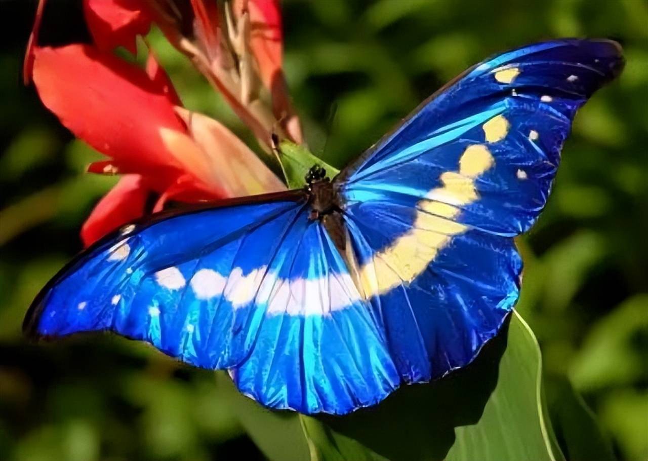 蝴蝶最美的品种图片
