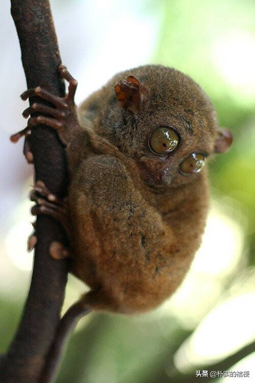 世界上最稀有的20种动物_生活_数量_霍加皮
