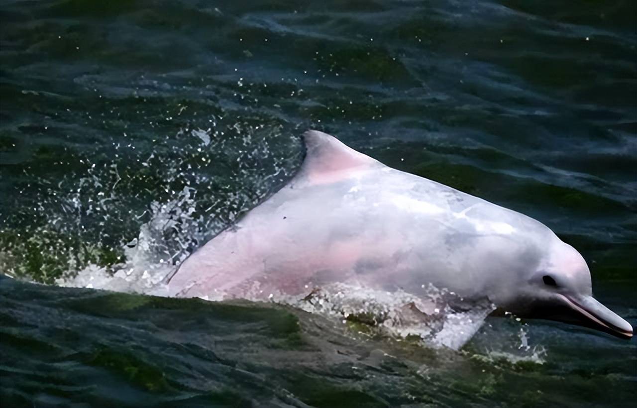 原创中华白海豚声呐系统失灵出现在不该出现的地方专家称大事不好