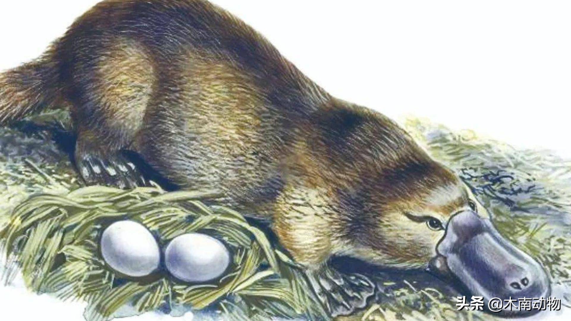原创鸭嘴兽属哺乳纲单孔目动物这种哺乳动物可能是最不寻常的动物