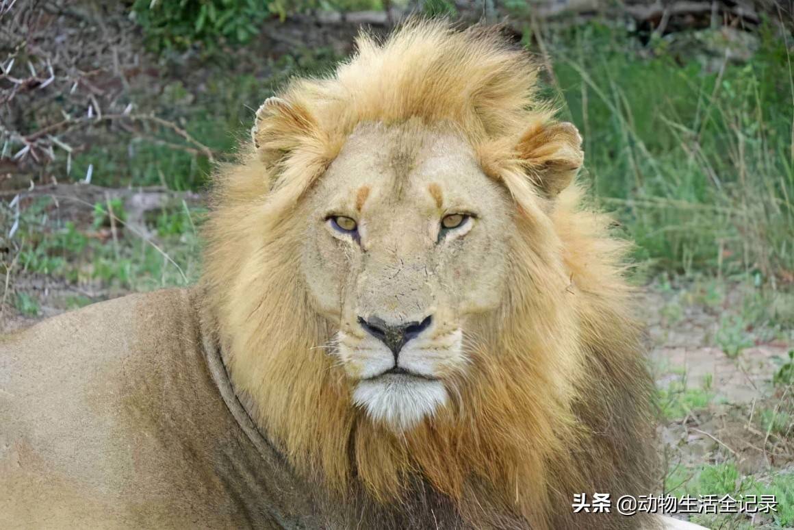 坚毅脸雄狮:曼联雄狮联盟的长子,结盟采花三世,走上狮王之路_称王_狮