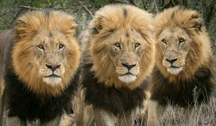 原创克鲁格最强雄狮联盟之一曼联雄狮mantimahle雄狮简介